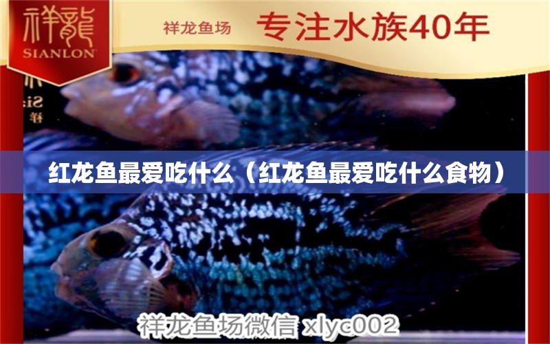 紅龍魚最愛吃什么（紅龍魚最愛吃什么食物）