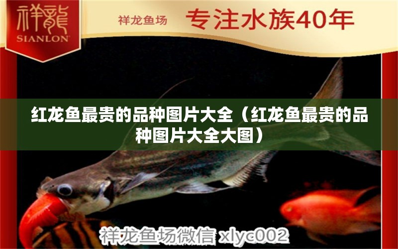 紅龍魚最貴的品種圖片大全（紅龍魚最貴的品種圖片大全大圖）