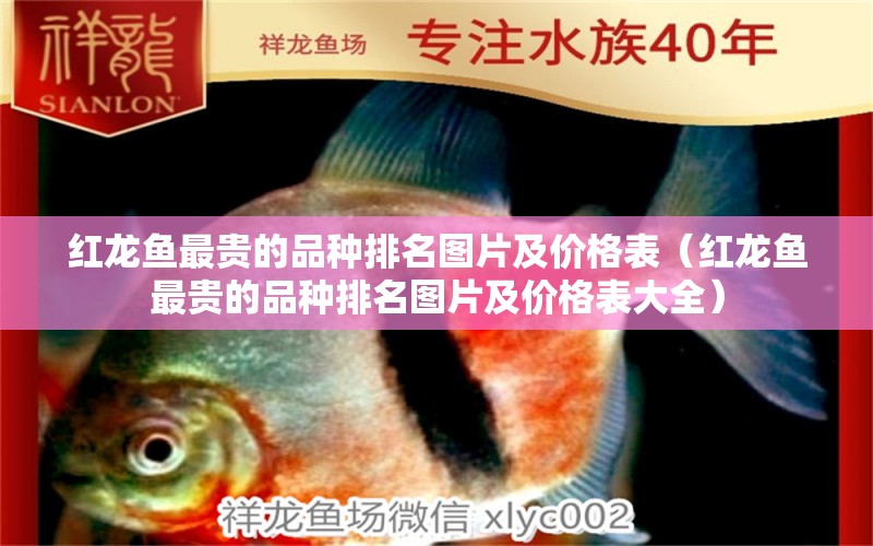 紅龍魚(yú)最貴的品種排名圖片及價(jià)格表（紅龍魚(yú)最貴的品種排名圖片及價(jià)格表大全） 印尼紅龍魚(yú)