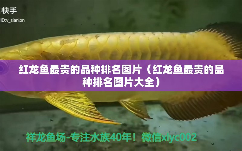 紅龍魚最貴的品種排名圖片（紅龍魚最貴的品種排名圖片大全） 印尼紅龍魚