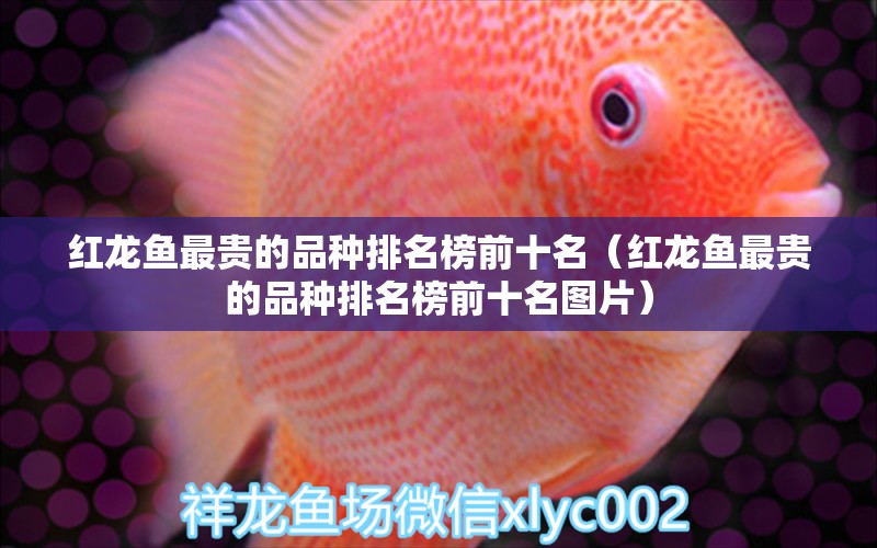 紅龍魚最貴的品種排名榜前十名（紅龍魚最貴的品種排名榜前十名圖片） 印尼紅龍魚