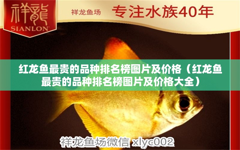 紅龍魚最貴的品種排名榜圖片及價(jià)格（紅龍魚最貴的品種排名榜圖片及價(jià)格大全） 印尼紅龍魚