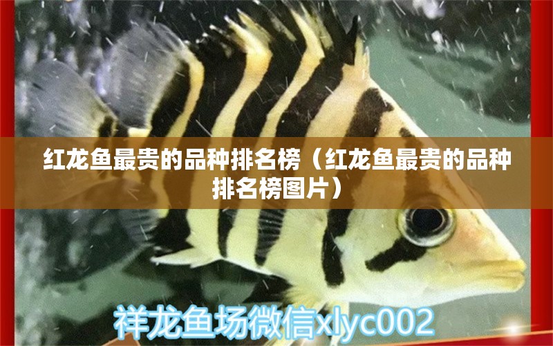 紅龍魚最貴的品種排名榜（紅龍魚最貴的品種排名榜圖片）