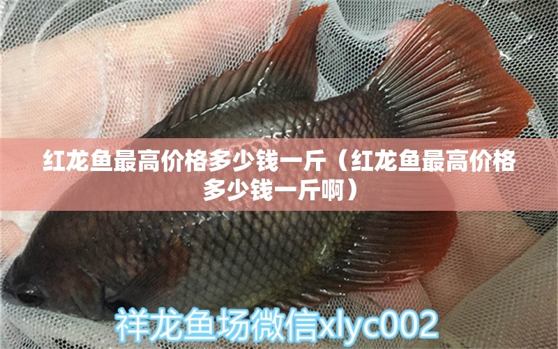 紅龍魚最高價(jià)格多少錢一斤（紅龍魚最高價(jià)格多少錢一斤啊）