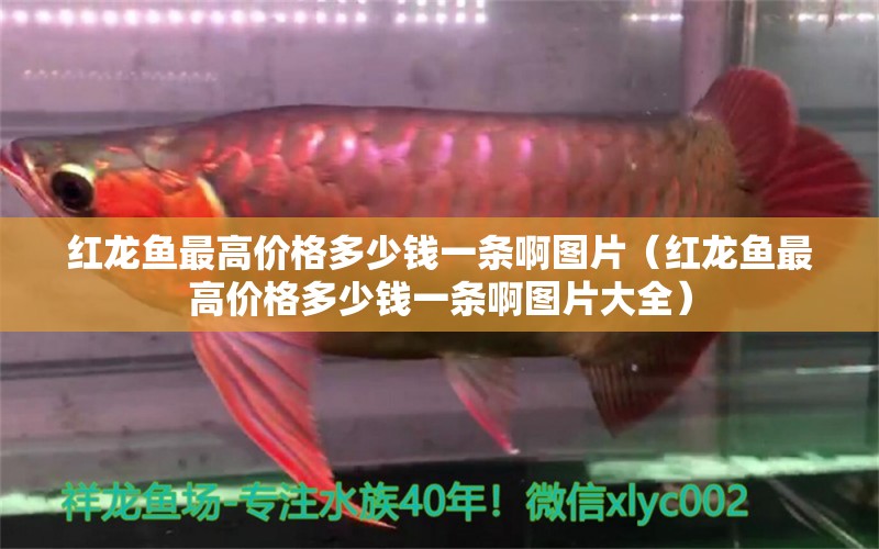 紅龍魚最高價(jià)格多少錢一條啊圖片（紅龍魚最高價(jià)格多少錢一條啊圖片大全） 龍魚百科