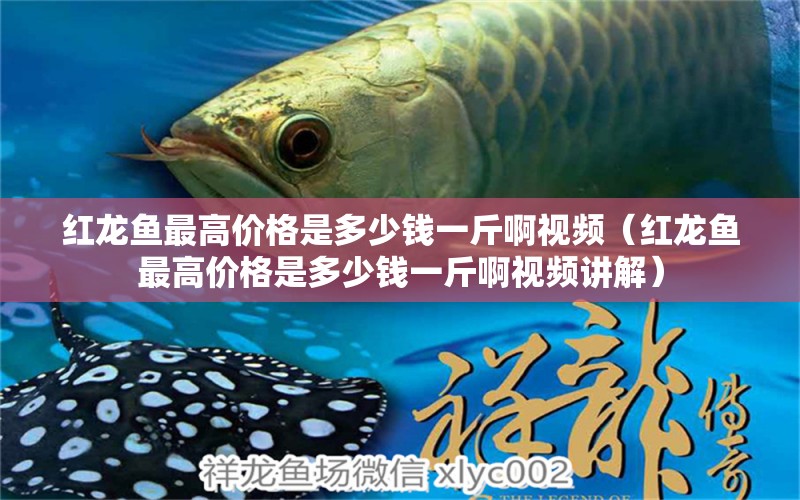 紅龍魚最高價(jià)格是多少錢一斤啊視頻（紅龍魚最高價(jià)格是多少錢一斤啊視頻講解）