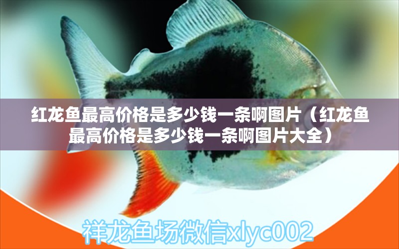 紅龍魚(yú)最高價(jià)格是多少錢(qián)一條啊圖片（紅龍魚(yú)最高價(jià)格是多少錢(qián)一條啊圖片大全）