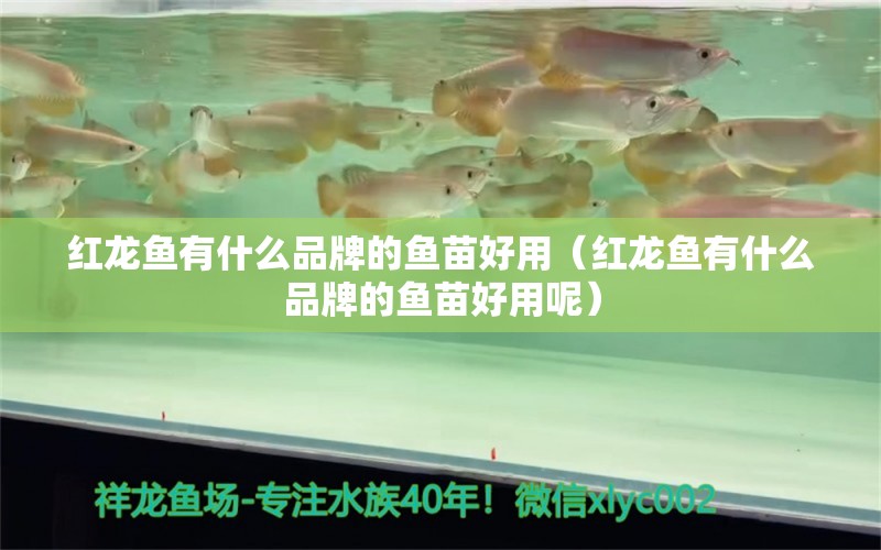 紅龍魚有什么品牌的魚苗好用（紅龍魚有什么品牌的魚苗好用呢） 印尼紅龍魚