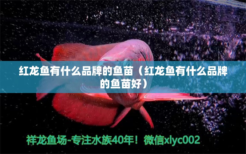 紅龍魚(yú)有什么品牌的魚(yú)苗（紅龍魚(yú)有什么品牌的魚(yú)苗好）