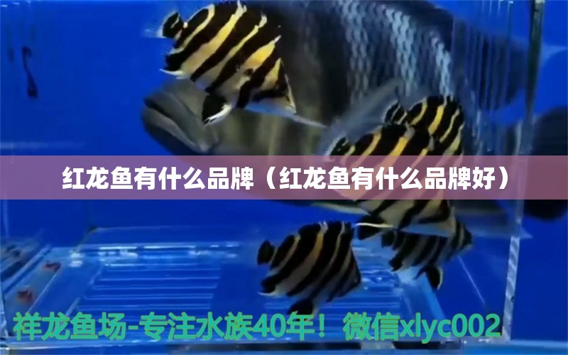 紅龍魚有什么品牌（紅龍魚有什么品牌好）