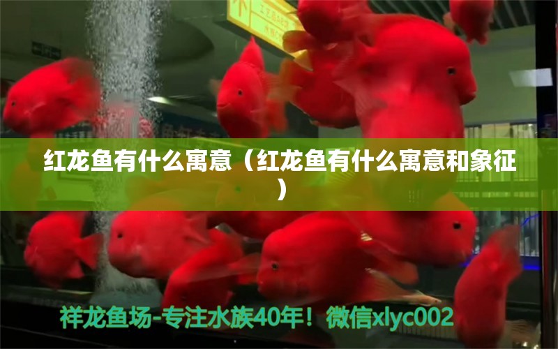 紅龍魚有什么寓意（紅龍魚有什么寓意和象征）