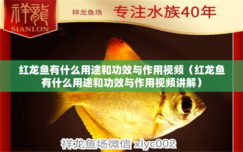 紅龍魚有什么用途和功效與作用視頻（紅龍魚有什么用途和功效與作用視頻講解）