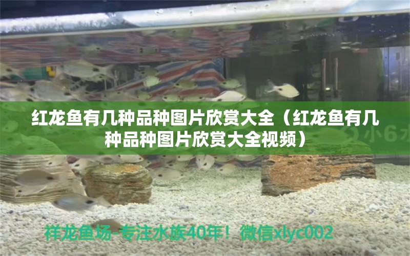 紅龍魚有幾種品種圖片欣賞大全（紅龍魚有幾種品種圖片欣賞大全視頻）