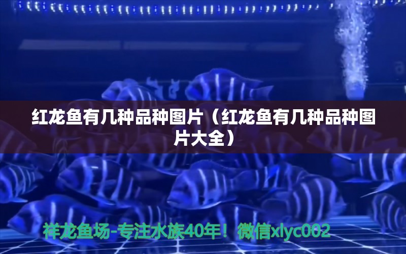 紅龍魚(yú)有幾種品種圖片（紅龍魚(yú)有幾種品種圖片大全） 廣州龍魚(yú)批發(fā)市場(chǎng)