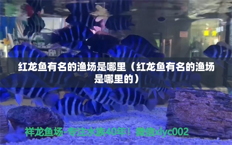 紅龍魚有名的漁場是哪里（紅龍魚有名的漁場是哪里的）