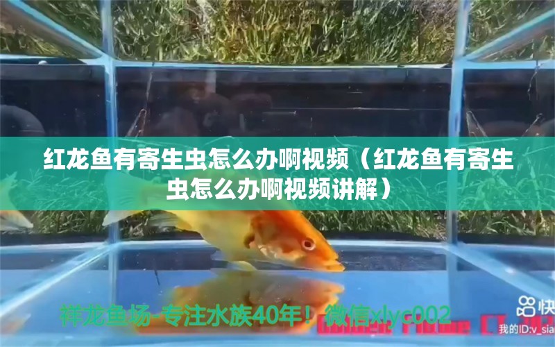 紅龍魚有寄生蟲怎么辦啊視頻（紅龍魚有寄生蟲怎么辦啊視頻講解）