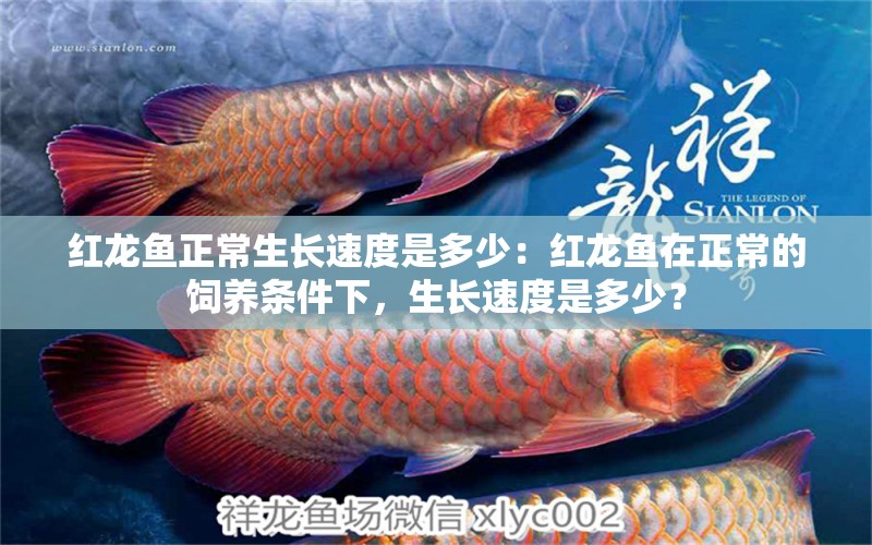 紅龍魚正常生長速度是多少：紅龍魚在正常的飼養(yǎng)條件下，生長速度是多少？