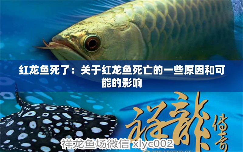 紅龍魚死了：關(guān)于紅龍魚死亡的一些原因和可能的影響 龍魚百科 第2張