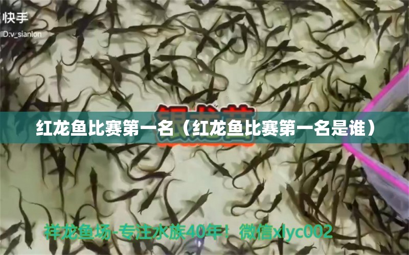 紅龍魚比賽第一名（紅龍魚比賽第一名是誰）