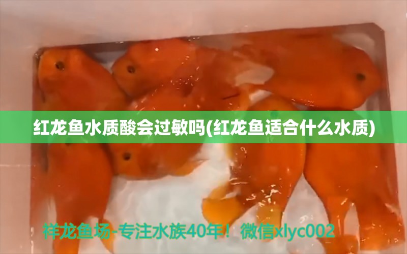 紅龍魚水質(zhì)酸會過敏嗎(紅龍魚適合什么水質(zhì)) 水族世界