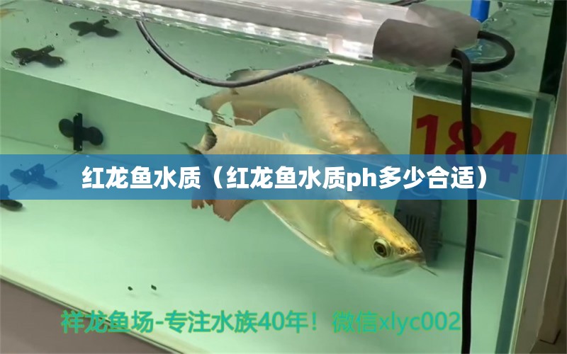 紅龍魚水質(zhì)（紅龍魚水質(zhì)ph多少合適） 白子銀版魚苗