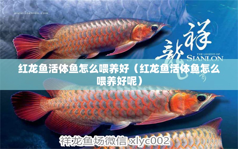 紅龍魚活體魚怎么喂養(yǎng)好（紅龍魚活體魚怎么喂養(yǎng)好呢）