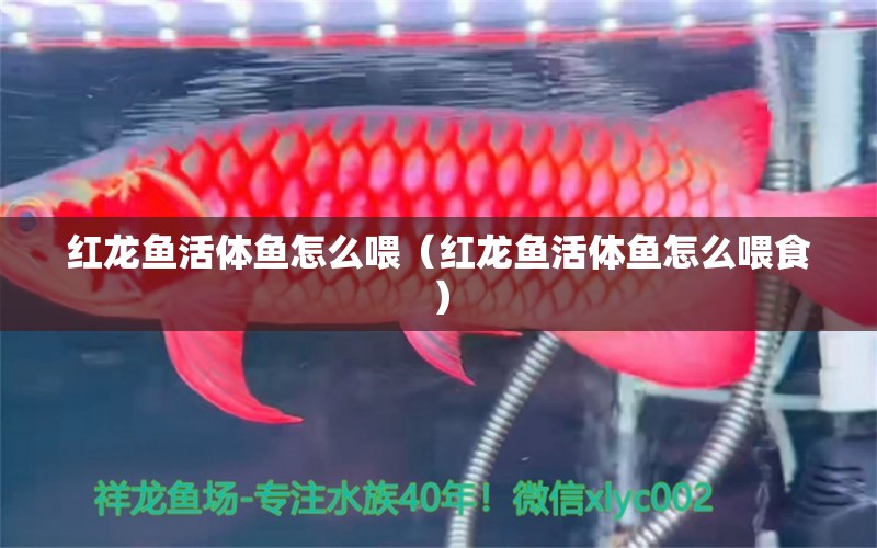 紅龍魚活體魚怎么喂（紅龍魚活體魚怎么喂食） 白化巴西龜（白巴）