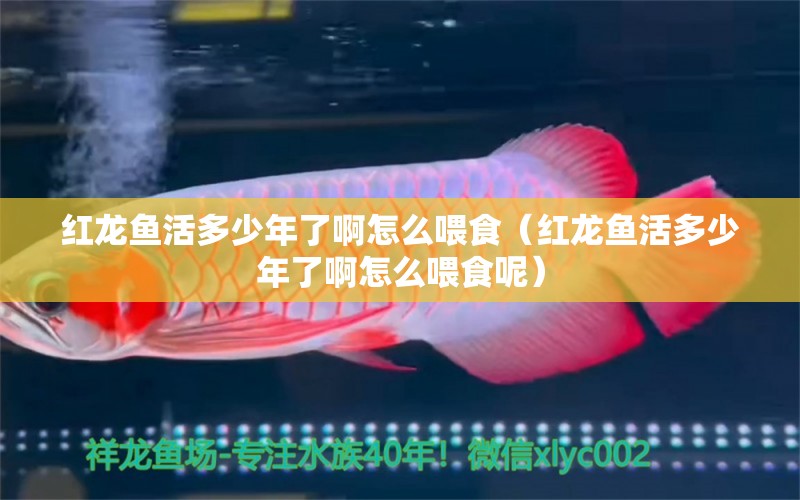 紅龍魚(yú)活多少年了啊怎么喂食（紅龍魚(yú)活多少年了啊怎么喂食呢） 龍魚(yú)百科