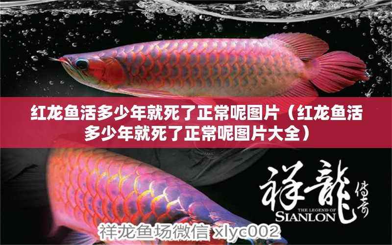 紅龍魚活多少年就死了正常呢圖片（紅龍魚活多少年就死了正常呢圖片大全） 龍魚百科