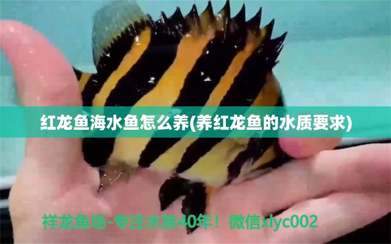 紅龍魚(yú)海水魚(yú)怎么養(yǎng)(養(yǎng)紅龍魚(yú)的水質(zhì)要求) 海水魚(yú)