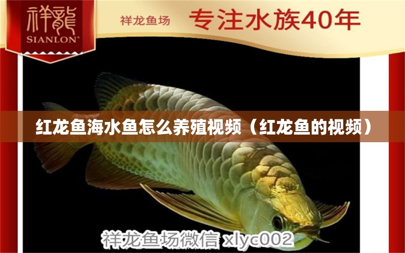 紅龍魚海水魚怎么養(yǎng)殖視頻（紅龍魚的視頻） 海水魚