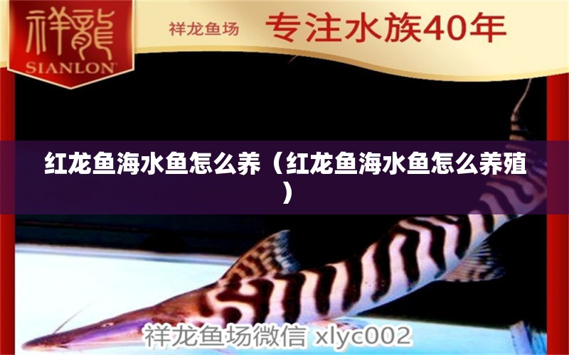 紅龍魚(yú)海水魚(yú)怎么養(yǎng)（紅龍魚(yú)海水魚(yú)怎么養(yǎng)殖）