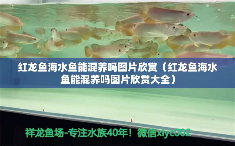 紅龍魚海水魚能混養(yǎng)嗎圖片欣賞（紅龍魚海水魚能混養(yǎng)嗎圖片欣賞大全） 海水魚