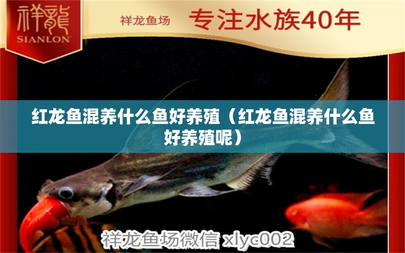 紅龍魚(yú)混養(yǎng)什么魚(yú)好養(yǎng)殖（紅龍魚(yú)混養(yǎng)什么魚(yú)好養(yǎng)殖呢） 龍魚(yú)疾病與治療