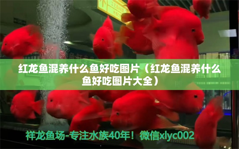 紅龍魚混養(yǎng)什么魚好吃圖片（紅龍魚混養(yǎng)什么魚好吃圖片大全）