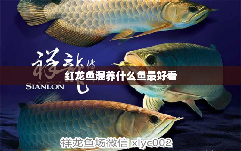 紅龍魚混養(yǎng)什么魚最好看