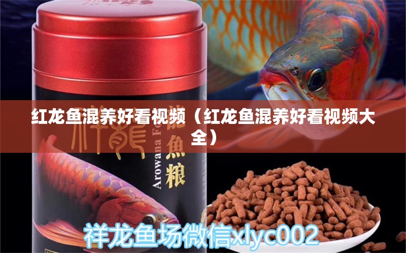 紅龍魚混養(yǎng)好看視頻（紅龍魚混養(yǎng)好看視頻大全） 龍魚疾病與治療