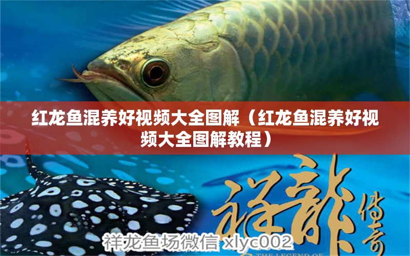 紅龍魚混養(yǎng)好視頻大全圖解（紅龍魚混養(yǎng)好視頻大全圖解教程）