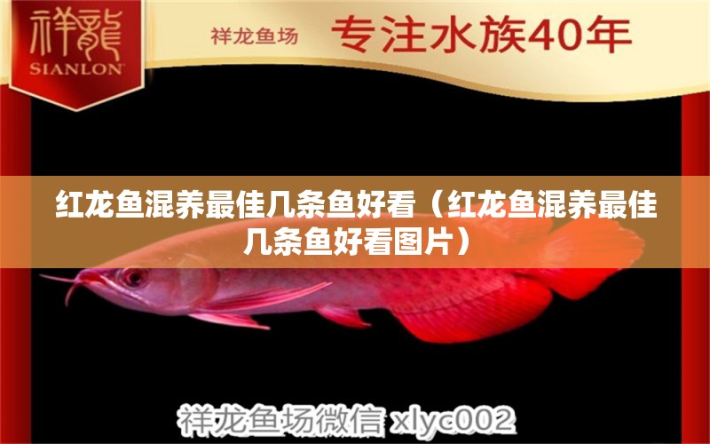 紅龍魚混養(yǎng)最佳幾條魚好看（紅龍魚混養(yǎng)最佳幾條魚好看圖片）