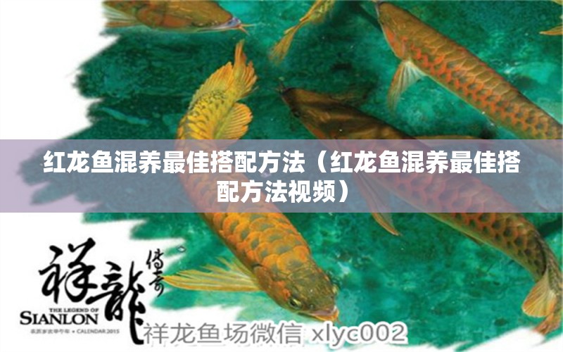 紅龍魚混養(yǎng)最佳搭配方法（紅龍魚混養(yǎng)最佳搭配方法視頻）