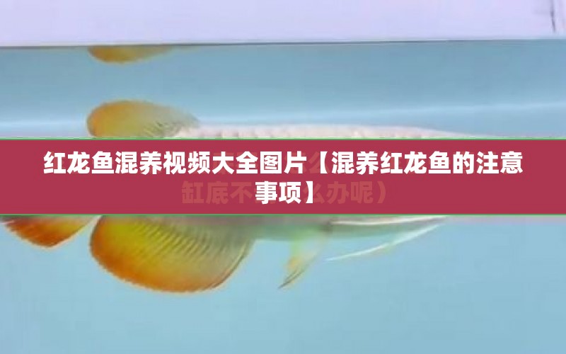 紅龍魚混養(yǎng)視頻大全圖片【混養(yǎng)紅龍魚的注意事項】 水族問答 第1張