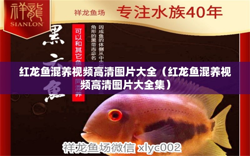 紅龍魚混養(yǎng)視頻高清圖片大全（紅龍魚混養(yǎng)視頻高清圖片大全集） 龍魚疾病與治療