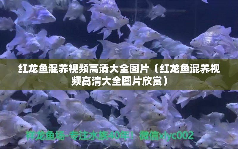 紅龍魚混養(yǎng)視頻高清大全圖片（紅龍魚混養(yǎng)視頻高清大全圖片欣賞） 祥龍水族醫(yī)院