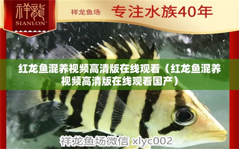 紅龍魚混養(yǎng)視頻高清版在線觀看（紅龍魚混養(yǎng)視頻高清版在線觀看國產(chǎn)）