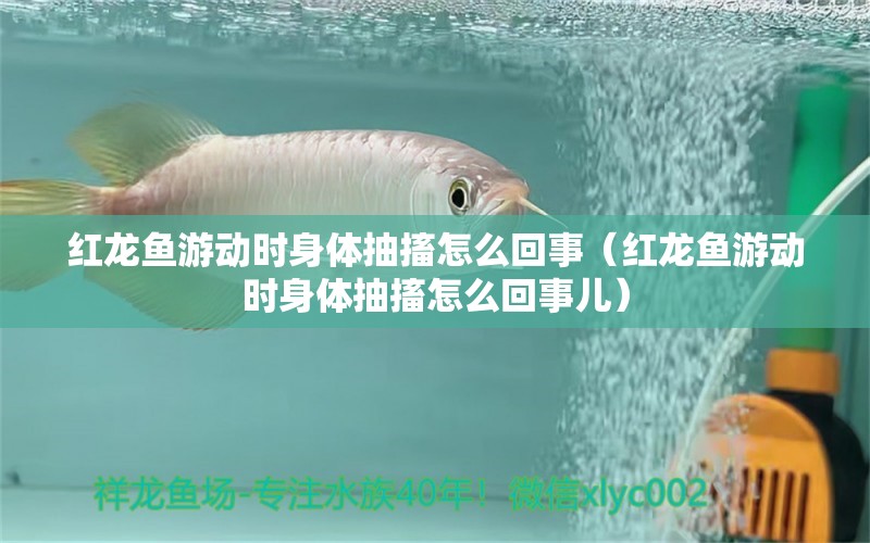 紅龍魚游動(dòng)時(shí)身體抽搐怎么回事（紅龍魚游動(dòng)時(shí)身體抽搐怎么回事兒） 龍魚百科