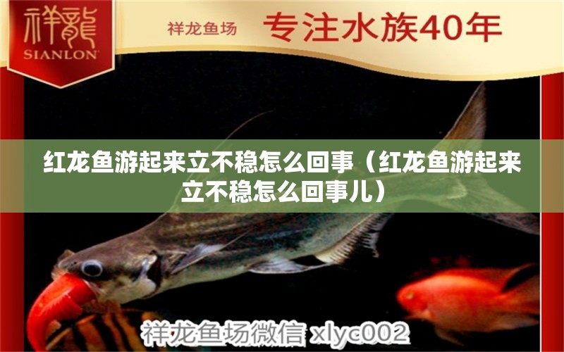 紅龍魚游起來立不穩(wěn)怎么回事（紅龍魚游起來立不穩(wěn)怎么回事兒）