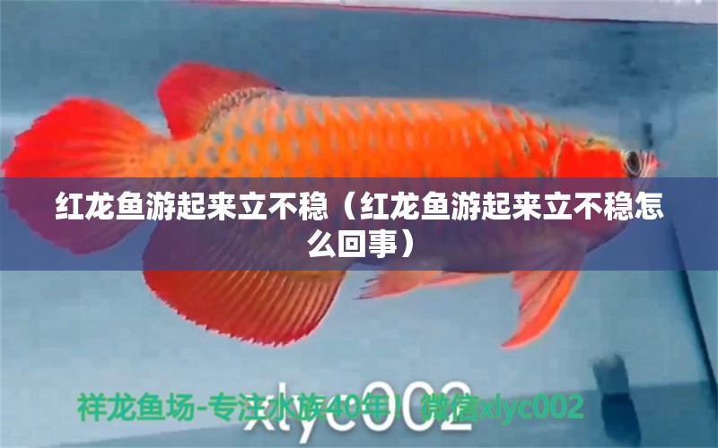 紅龍魚游起來立不穩(wěn)（紅龍魚游起來立不穩(wěn)怎么回事） 印尼紅龍魚