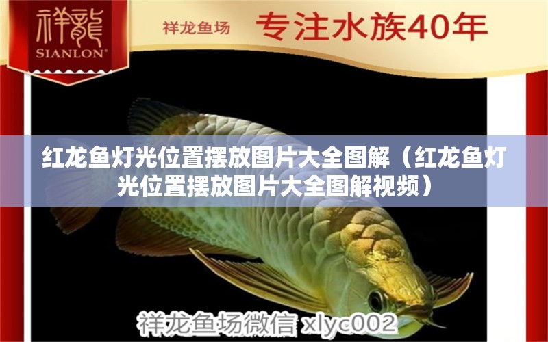 紅龍魚燈光位置擺放圖片大全圖解（紅龍魚燈光位置擺放圖片大全圖解視頻）