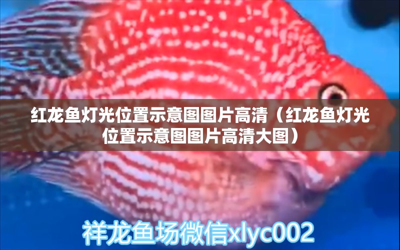 紅龍魚(yú)燈光位置示意圖圖片高清（紅龍魚(yú)燈光位置示意圖圖片高清大圖） 印尼紅龍魚(yú)