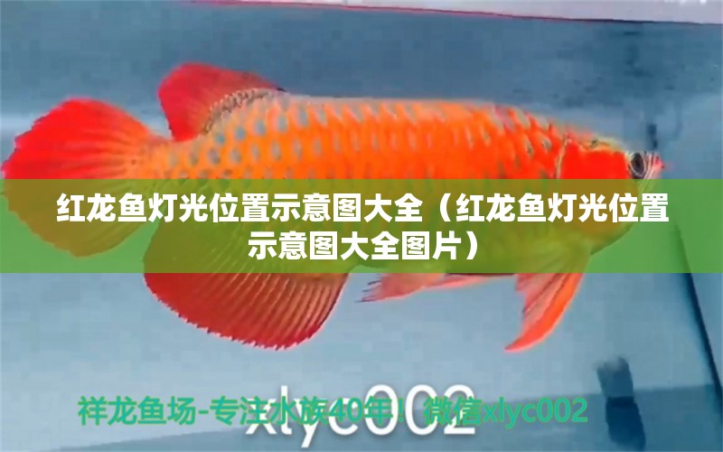 紅龍魚燈光位置示意圖大全（紅龍魚燈光位置示意圖大全圖片）